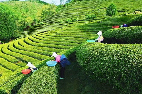世界茶产业大观6 小而精 的韩国茶产业