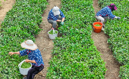 南茶北引传承创新 茶产业赋能乡村振兴