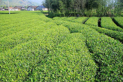 五一自驾遂昌茶树坪,看满山开遍的杜鹃花!