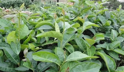 茶树繁殖的方法有哪些 茶树种子繁殖与营养繁殖