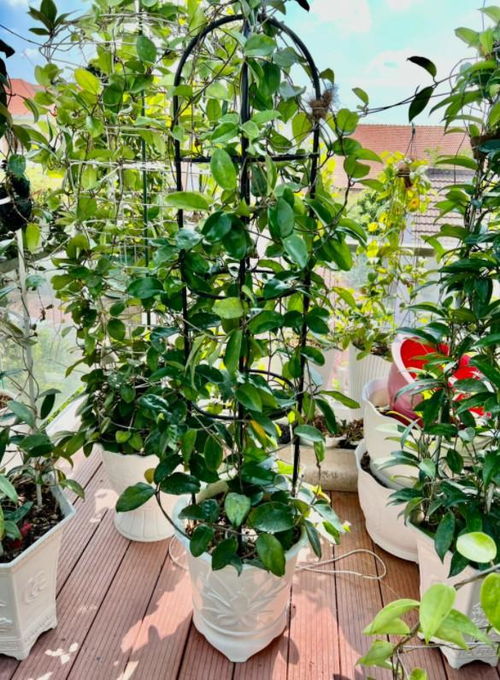 32岁小伙,在1公顷的花园种植山茶树,每月赚取100000元