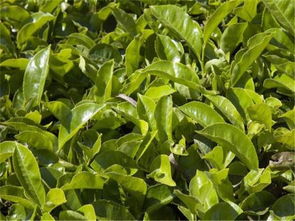 清香回甘的茶叶,茶树种植过程中,冻害的预防和部分的繁殖方法