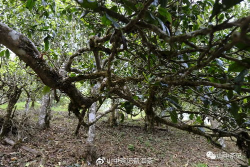老同志的普洱茶 探索产地与山头的秘密