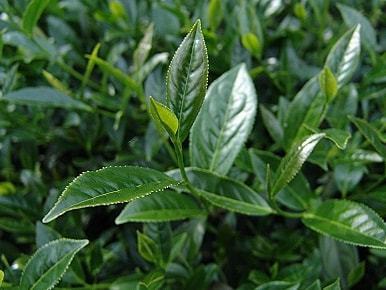 全面认识台式乌龙茶要从这几点入手 | 说茶大讲堂之标准解读