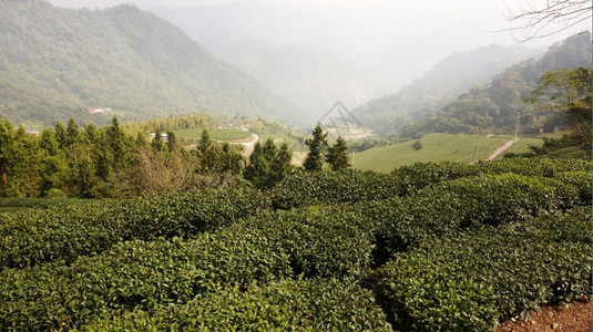 在光滑的山丘上种植茶叶
