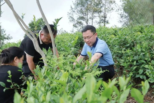 唐文辉深入白水镇调研工业转型升级 茶产业发展等工作