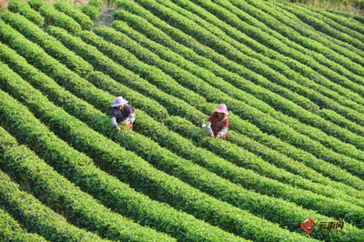当非遗邂逅云南:普洱茶--让世界茶树原产地誉满天下