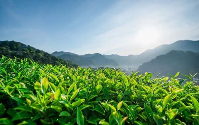 风靡全球百余年的“祁门香”,祁门红茶并非浪得虚名