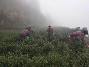 狂欢西瓜节,冰镇一夏天 铜钹山万利种养专业合作社西瓜节