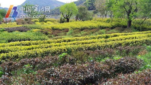 25年育出30个新品种 彩色茶成宁波茶产业新希望