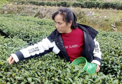融水高培村:白天采鲜茶傍晚变现钱