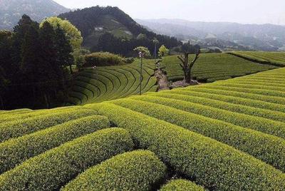关于普洱的这7种茶树:从十几年都上千年!