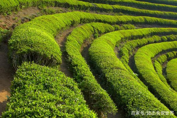 茶树的三种形态,这些茶树你都见过吗?