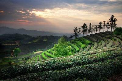 中国邮票里的茶世界