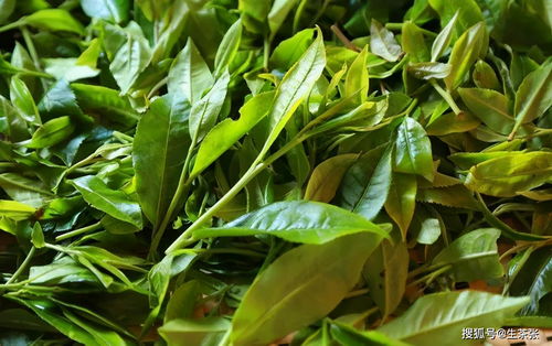 什么样的普洱茶是正宗的 甄别普洱茶离不开这3点 冰岛普洱茶怎么样