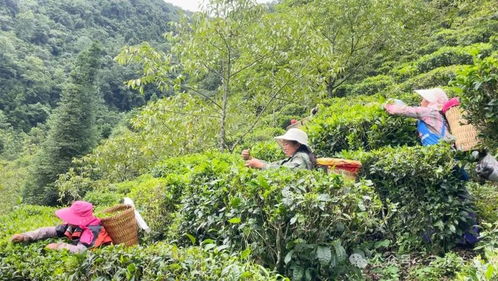 云龙功果桥镇 谷花茶 香满山间 茶农丰收笑开颜