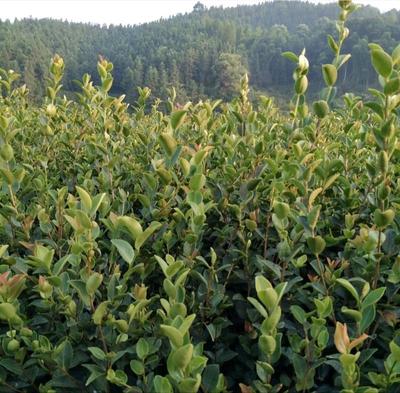 优质油茶苗 免费拿样助力茶树种植，开启榨油致富之路