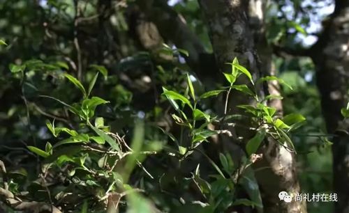 聪明的基诺人 从茶树种植到独特的饮茶文化