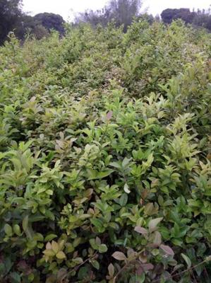 广西灵山茶树苗批发，正品保证，助力农业发展