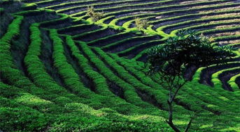 下关子珍圆茶 铁饼家族精灵王，圆润玲珑小圆茶之茶树种植探秘