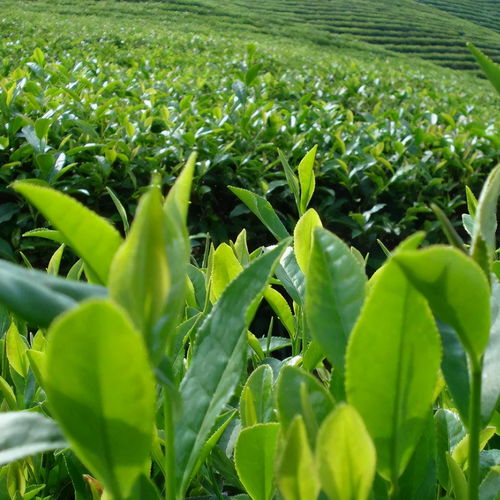 夏季茶树种植中的叶面肥施用技巧