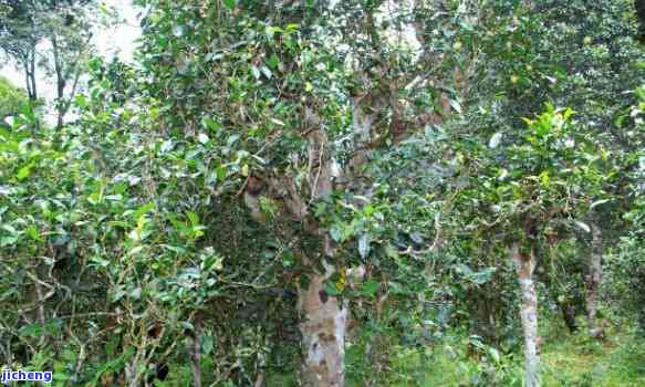 普洱茶的树种及其特点 探讨普洱茶属于哪种茶树类型与茶树种植要点
