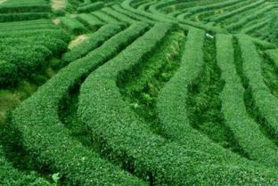 北方能否种植茶树 条件、挑战与栽培要点