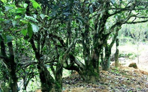 凤凰山 农产品销售的绿色宝藏