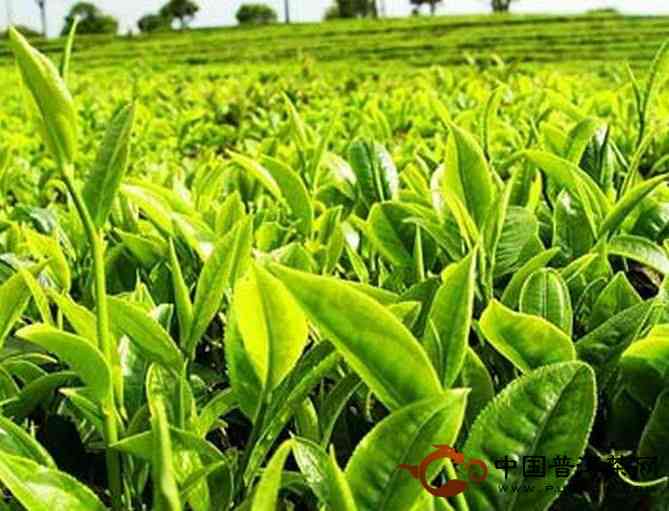 云南普洱茶 西双版纳与临沧产地的茶叶比较与销售分析