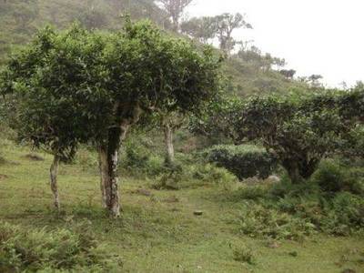 静美茶事 | 中国茶树分类与种植