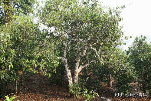 一山一味 普洱茶的农产品销售之道