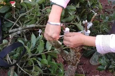 茶树嫁接改良的科学方法与农产品销售策略