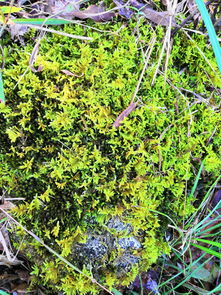 立冬时节的茶树种植——秋无阴霾落叶,冬无雪盖枝头