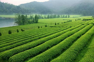 茶园景观与农产品销售的协同设计策略