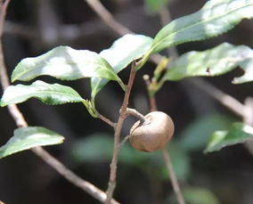 福鼎茶树品种多样性与农产品销售分析