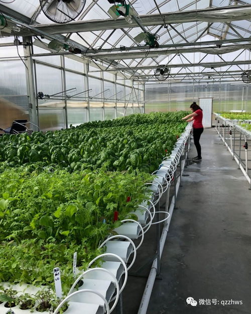 温室大棚无土栽培茶树种植管理技术