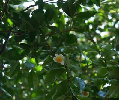 大理茶的种属分类与栽培变异研究及其在农产品销售中的应用