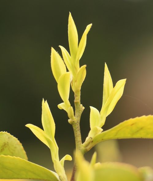 王新超研究员团队在茶树全基因组测序与种植研究中的突破