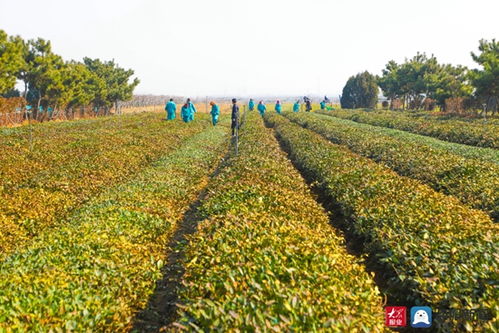 日照市召开春耕备耕暨农产品质量安全追溯体系建设现场观摩会,助力农产品销售升级