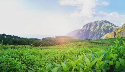 常饮香茗益身心,灵山绿茶定要品