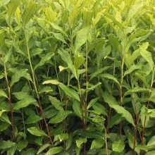 供应优质重庆茶叶苗与茶树苗,打造高效茶园新选择