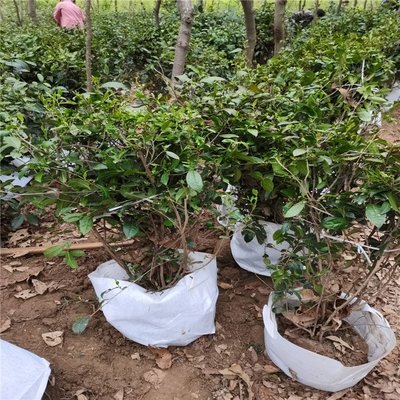 怡品汤茗茶厂销售各年龄段茶树苗 抗旱易活欢迎联系