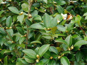油茶种植 油茶高产种植技术,以及嫁接繁殖要领