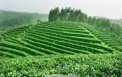 茶园图片