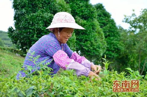 南靖县洋顶岽 十六年坚守 绿色 种茶经