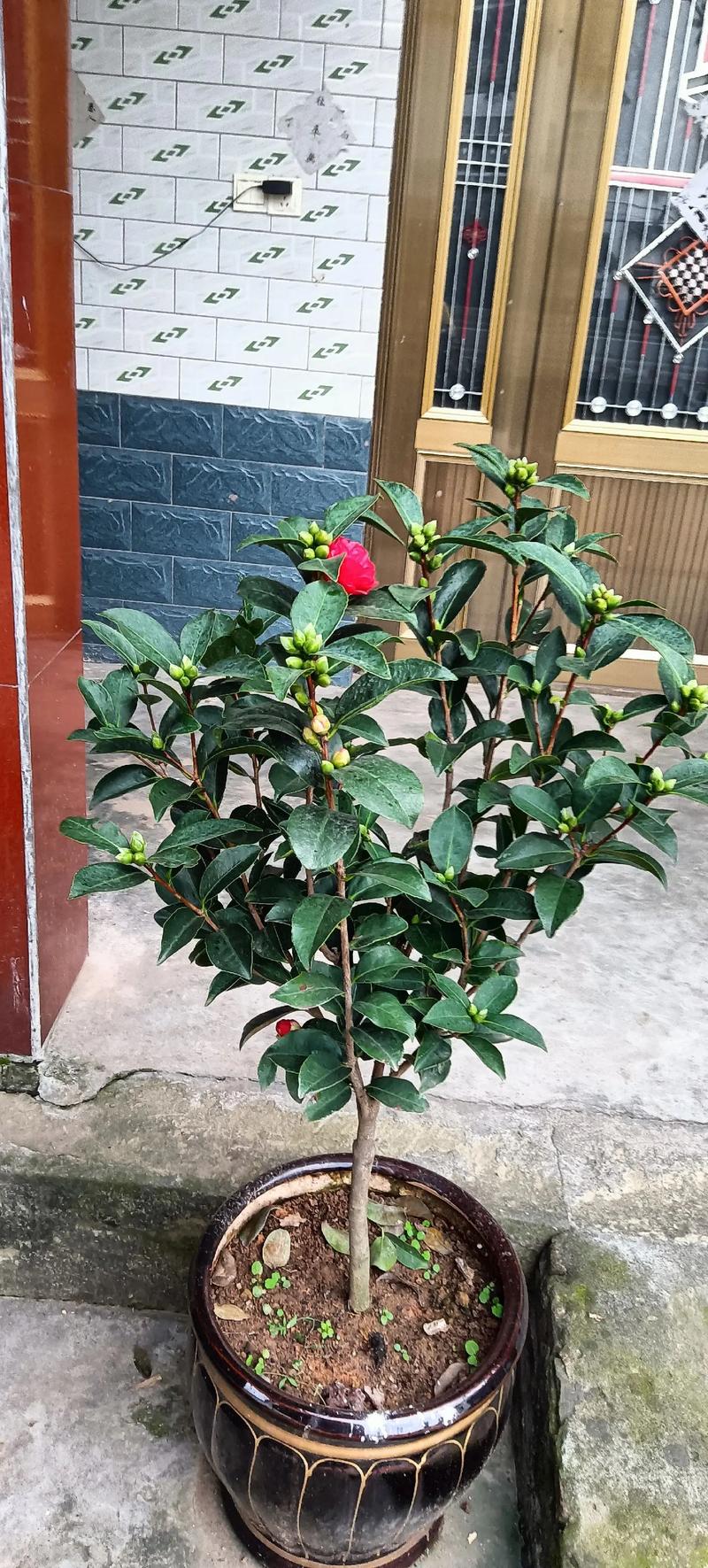 自家小院 #盆栽绿植 #我的茶树花开花了#夜来香开第二