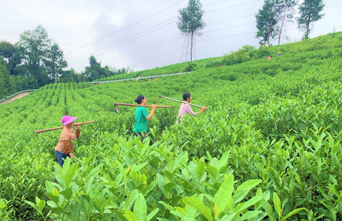 重庆彭水老茶山复活记 茶树种植长出致富“金叶子”