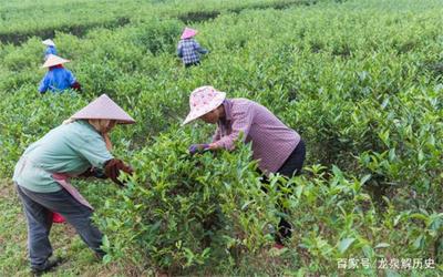 夏季茶树施肥与茶叶品质提升的科学方法