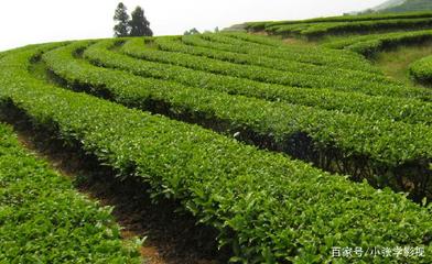 不必破费买茶叶 茶叶的功效与家庭种植方法全解析