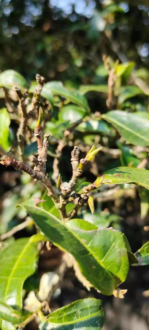 2021年普洱茶品质分析 真的是品质最好的一年吗？